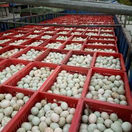 探秘四川金堂縣正元小作坊食品經(jīng)營(yíng)部 一畝田的綠色食用農(nóng)產(chǎn)品批發(fā)之路